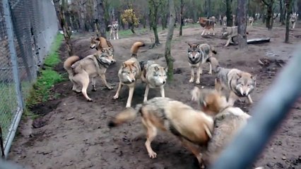 Meute de loups vs loup solitaire