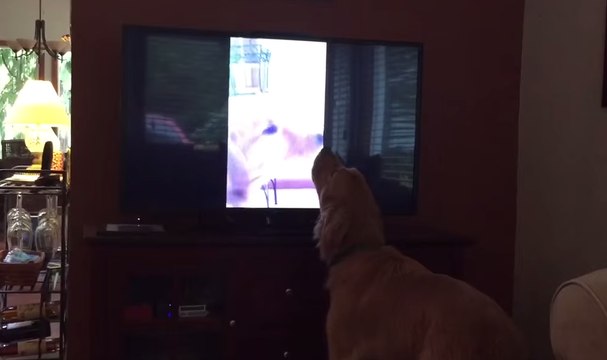Hobbes the Dog Duets With Himself