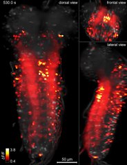 როგორ მუშაობს ბუზის ტვინი