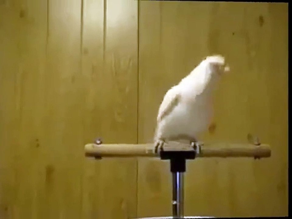 AMAZING PARROT DACE this parrot is says go imrAN GO AND ALSO DANCING MUST SEE IT AND ENJY