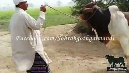 Cattle Farm Animals For 2015 - Video Dailymotion