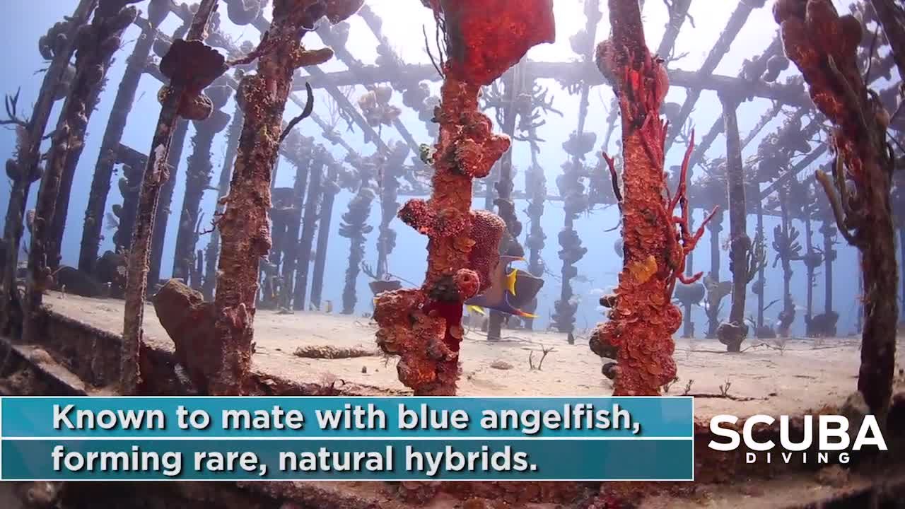 Queen Angelfish: 3 Fun Facts