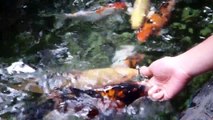 hand feeding koi fish..