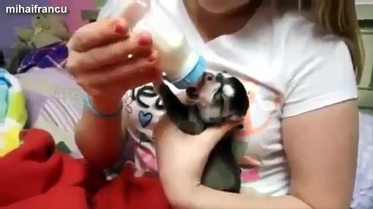 Cute Kittens And Puppies Bottle Feeding Compilation 2014 [NEW]