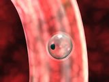 Medical animation of egg fertilization