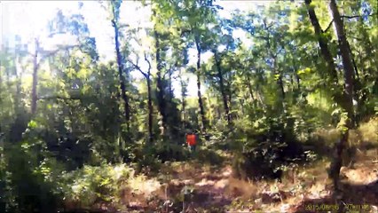 chasse sanglier grand gascon saintongeois