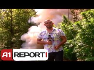 A1 Report - Mbyllet operacioni në Dukagjin, policia shkatërroi drogën asnjë në pranga