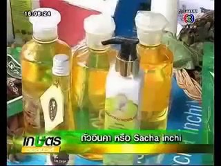 ถั่วอินคา หรือ Sacha inshi เกษตร Hotnews  ช่อง 3