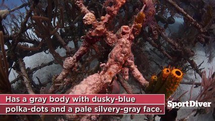 Gray Angelfish: Did You Know?