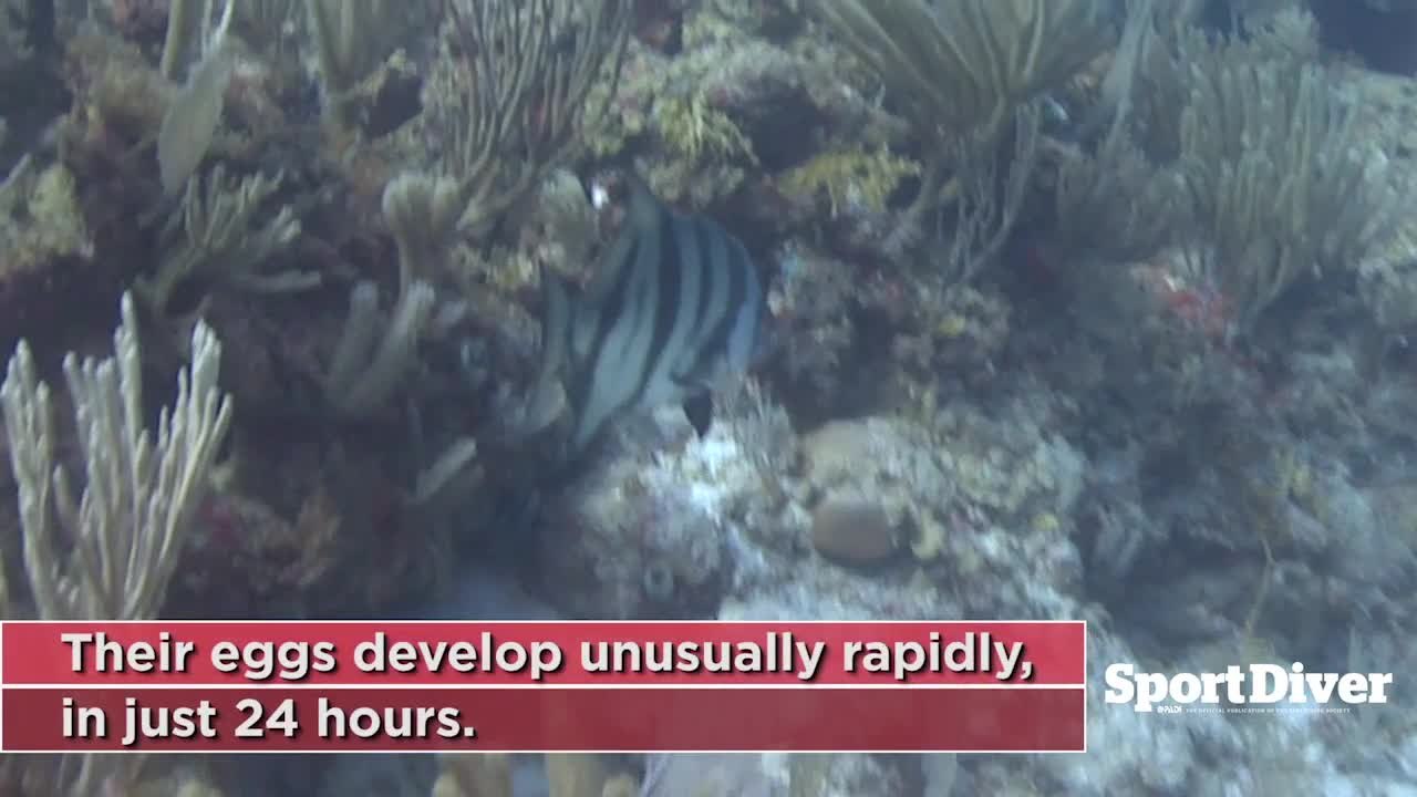 Atlantic Spadefish: Did You Know?