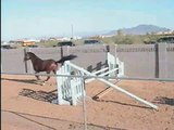 Khataba  USDF Dressage Arab/Trakehner Stallion Free Jumping
