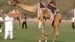 Camel Show never seen before !!! WoW Amazing!!! A show from Pakistan