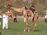 Camel Show never seen before !!! WoW Amazing!!! A show from Pakistan