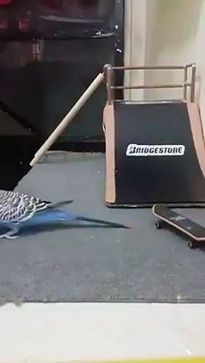 Parrot playing with Skating Board with his Human