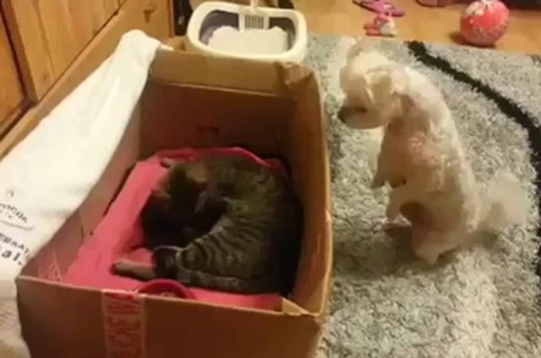 Puppy is watching Newly Born Kittens !!! He was amazed to see them