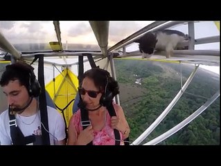 Cat fly Accidentally with Tourist on Plane... Incredible Cat