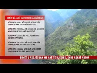BLUTË E SHKODRËS, ASGJËSOJNË MBI 7 MIJË RRËNJË KANABIS