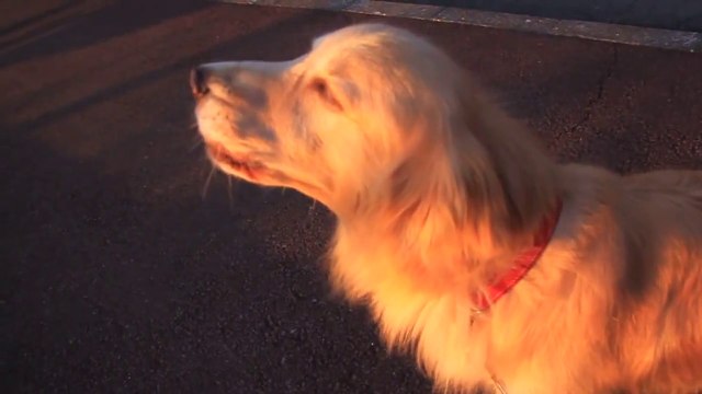 Ambulance siren vs Dog Siren ....Who is the best!!! lets see