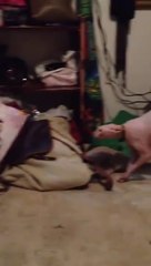 Reaction of Cat to his human ....she was scared by his human