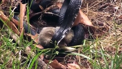 Battle between Rabbit and Snake  !!! with WWE Commentary