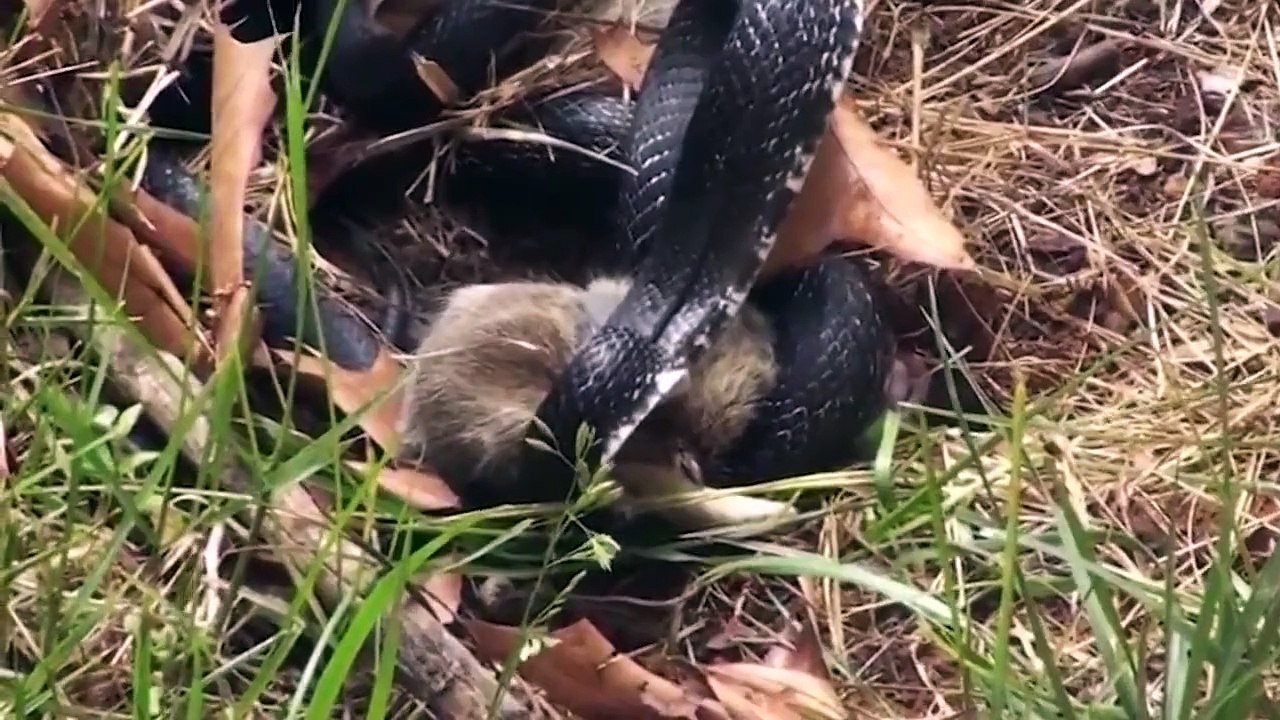 Battle between Rabbit and Snake  !!! with WWE Commentary