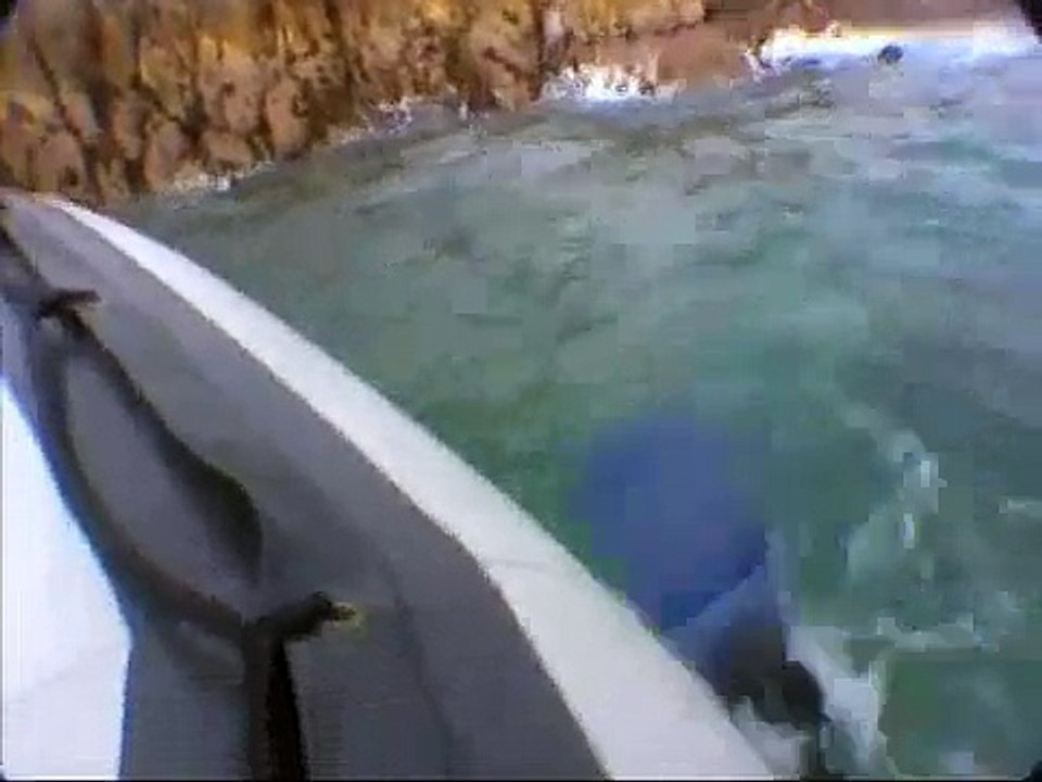 swimming in shark alley