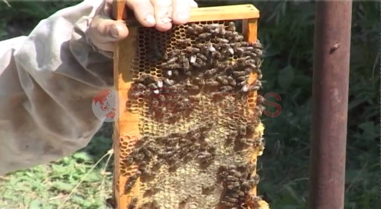 Rritja e bletëve, familja Zogu në Bulqizë që e trashëgon në tre breza- Ora News- Lajmi i fundit-