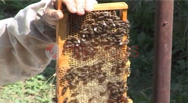 Rritja e bletëve, familja Zogu në Bulqizë që e trashëgon në tre breza- Ora News- Lajmi i fundit-