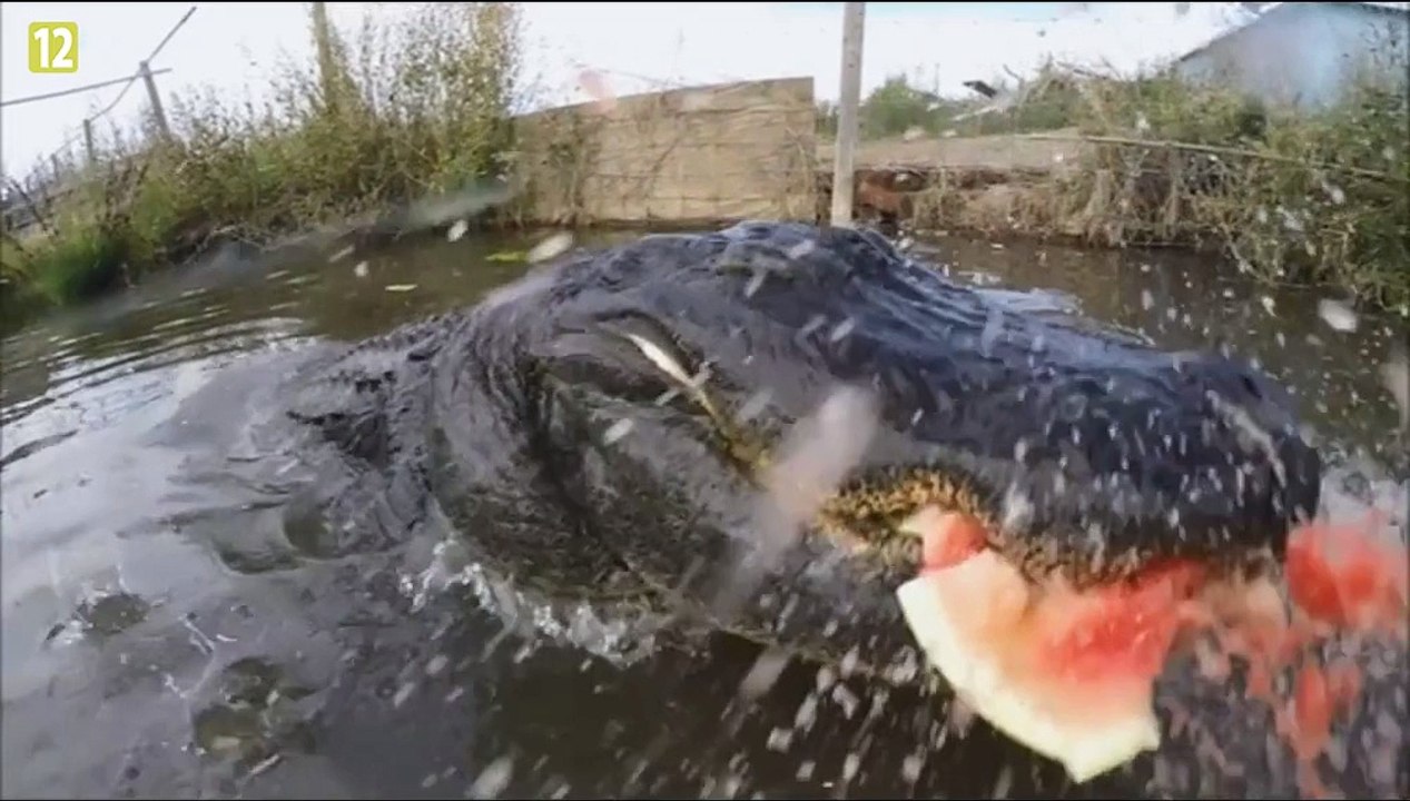 Do czego jest zdolny głodny aligator!