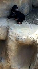 Little Rock Zoo--Funny Sun Bear Scratches His Behind