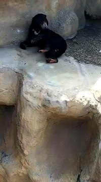Little Rock Zoo Funny Sun Bear Scratches His Behind