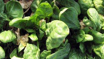 Isolation of Plant Pigments by Column Chromatography - Amrita University