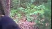 Hiker Encounters Two Curious Black Bears