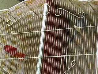 El Canto del Clarin Ave 100% Mexicana