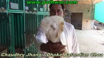 Ch Jhangir Dhoke Balandian Choa