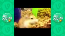 Best Animal Vines Compilation   Animal Vines Funny   Animal Vines 2014 December Part 11