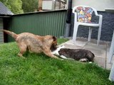 Welsh Corgi Cardigan puppy 12 weeks old playing with Border Terrier