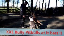 My xxl American Bully Pitbulls Cobra and Bailey !!!