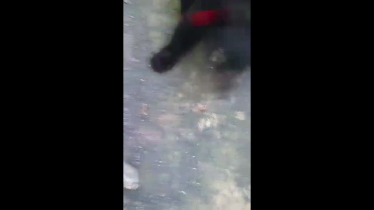 Diese Schwarzbären waren zu interessiert an einer Wanderin