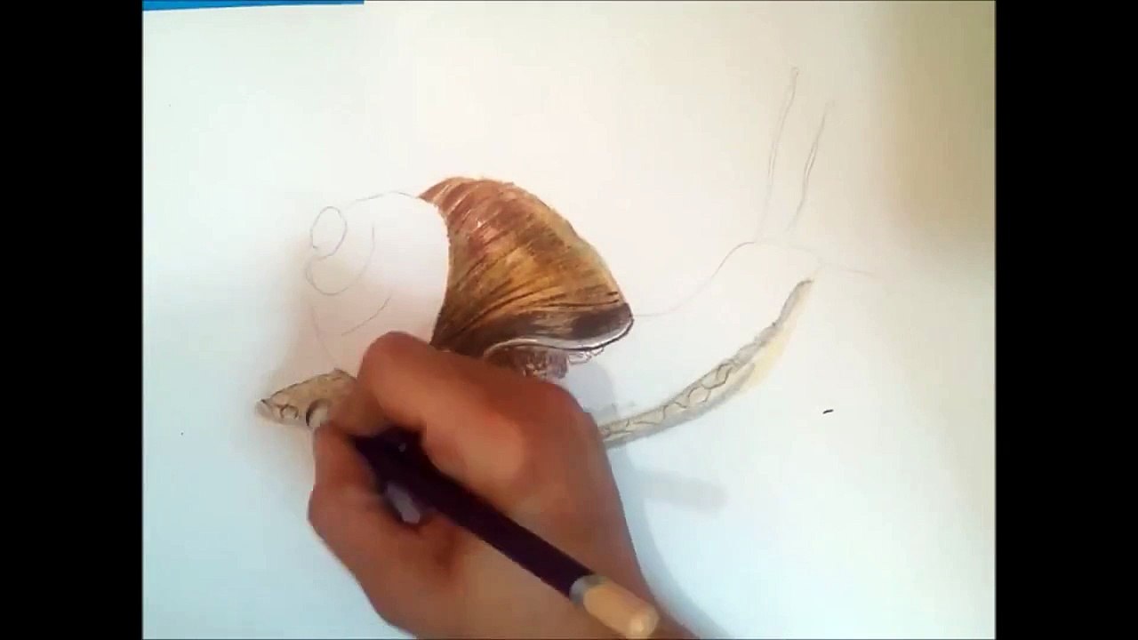 drawing snail/shell colored pencil Easy : animal. Realistic anime cartoon.