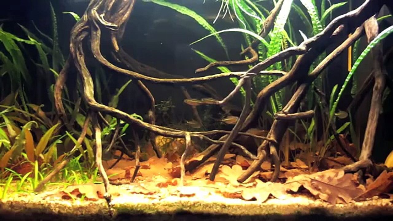My black water aquarium with Nanochromis transvestitus and Hemigrammus hyanuary