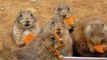 人参を囲んで食べるプレーリードッグ (うみなか) Prairie Dogs Are Eating Carrots