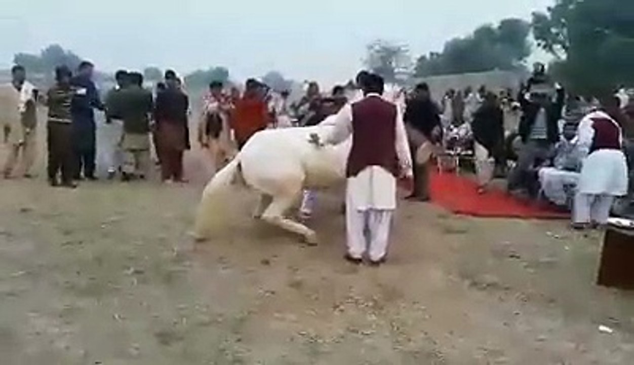 horse dance  funny