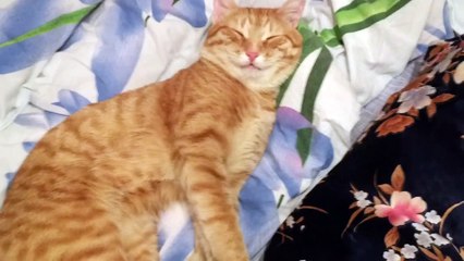 Кот Улыбака - лучшие приколы 2013 за неделю