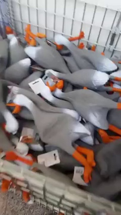 Лежать утки...