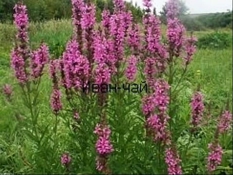 Как делать гранулированный иван-чай, видео от Георгия Колганова