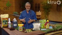 Fire ants, grubs, and chinch bugs|John Dromgoole|Central Texas Gardener