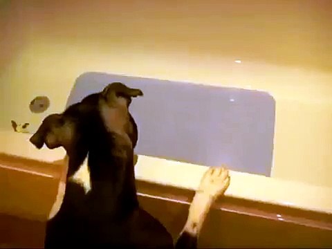 Собака против кота в ванной!