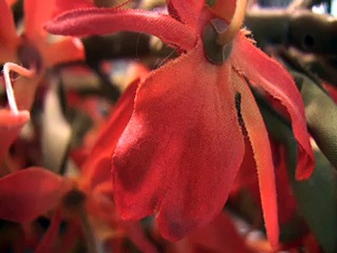 Charlotte Laws interview on Donald Trump - Closet Supporters