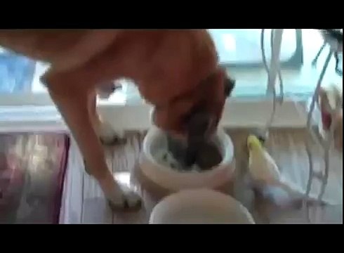 Попугай очень красиво поет собаке